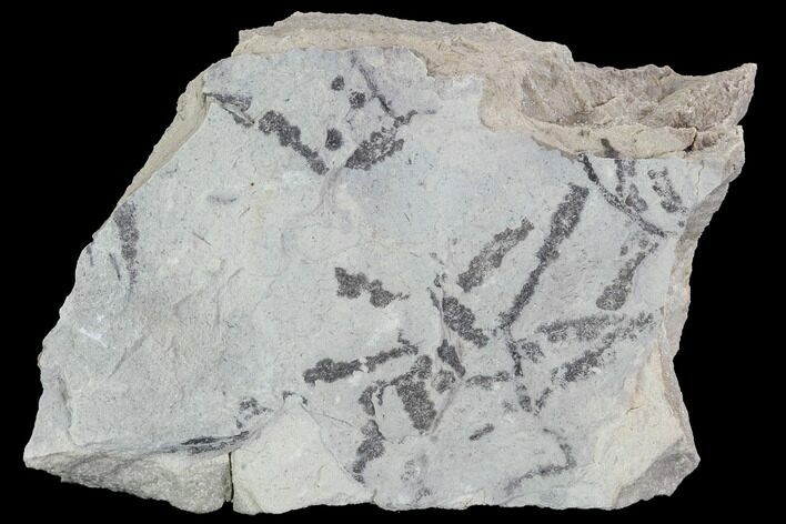 Plate Of Silurian Fossil Algae (Leveillites) - Estonia #91897